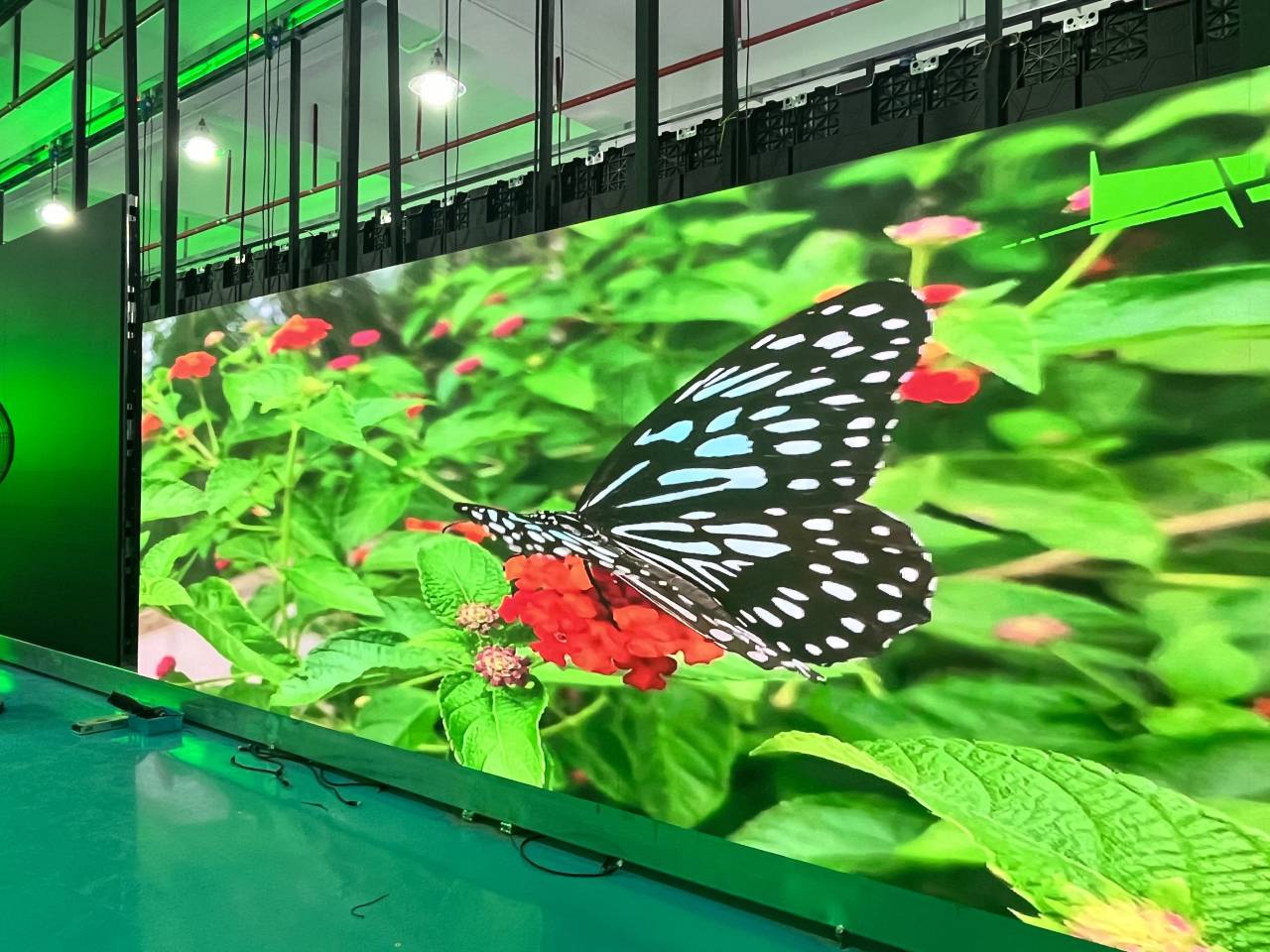 Zero bezel LED video wall showing bright butterfly imagery